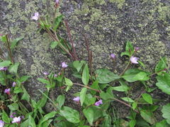 Epilobium gemmascens