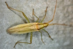 Stenodema trispinosum