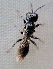 Crossocerus nigritus