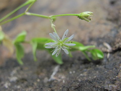 Stellaria anagalloides