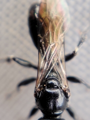Crossocerus nigritus