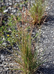 Eragrostis secundiflora