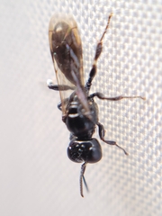 Crossocerus nigritus