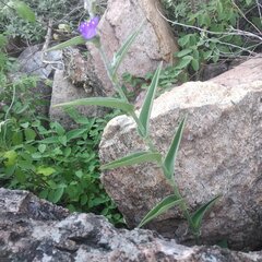 Tradescantia crassifolia