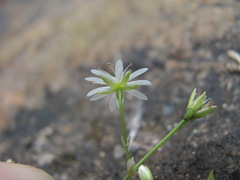 Stellaria anagalloides