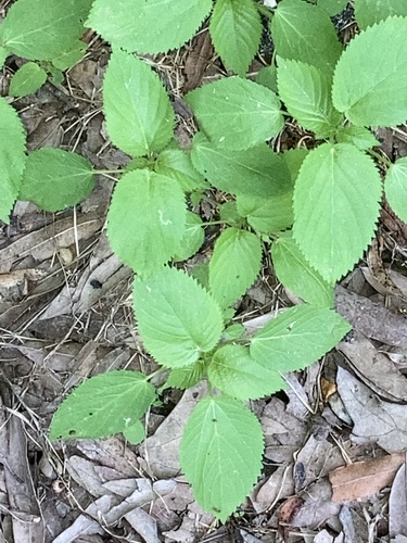 Acalypha persimilis, photograph 4