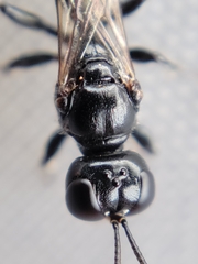 Crossocerus nigritus