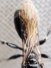 Crossocerus nigritus