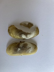 Azorinus chamasolen