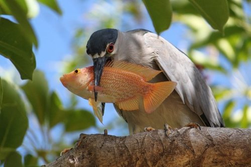 Black-crowned Night Heron photographed in Hawaii