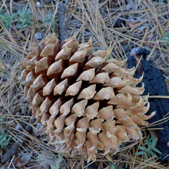 Pinus coulteri