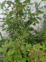 Piptatheropsis canadensis