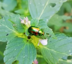 Chrysolina graminis