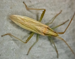 Stenodema trispinosum