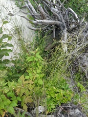 Piptatheropsis canadensis