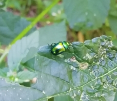 Chrysolina graminis