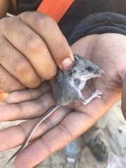 Peromyscus crinitus
