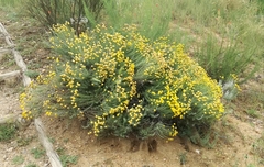 Santolina chamaecyparissus