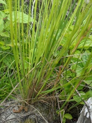 Piptatheropsis canadensis