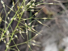 Piptatheropsis canadensis