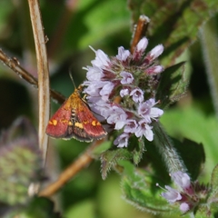 Pyrausta aurata
