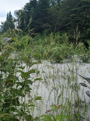 Piptatheropsis canadensis