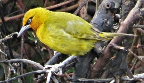Spectacled Weaver