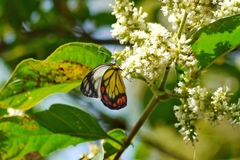 Delias hyparete luzonensis