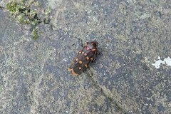 Phymatostetha dorsivitta