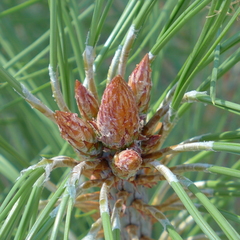 Pinus coulteri