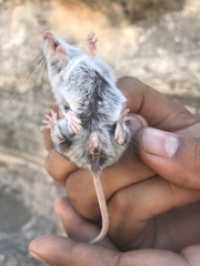 Peromyscus crinitus