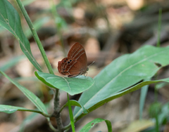 Abisara echerius