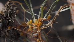 Cuscuta psorothamnensis