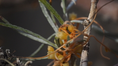 Cuscuta psorothamnensis