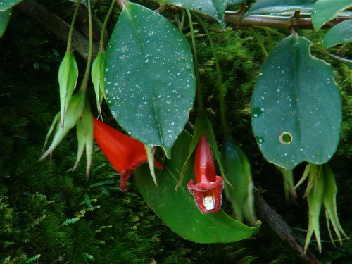 Nematanthus