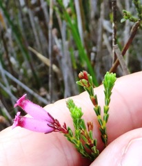 Erica cristata