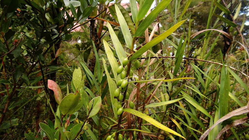 Dendrobium pleianthum Schltr.