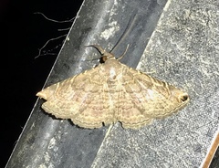 Toxonprucha clientis