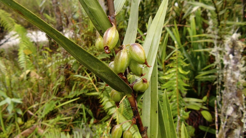 Dendrobium pleianthum Schltr. 2