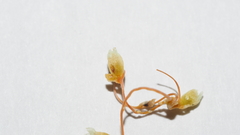 Cuscuta psorothamnensis