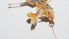 Cuscuta psorothamnensis