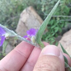 Tradescantia crassifolia