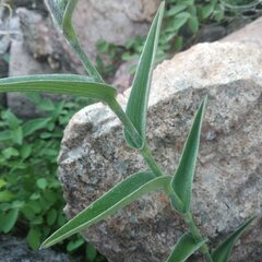 Tradescantia crassifolia