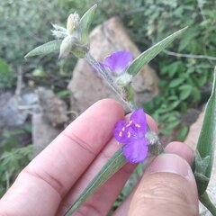 Tradescantia crassifolia