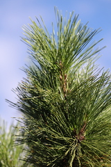 Pinus taiwanensis