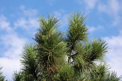 Pinus taiwanensis