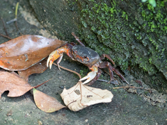 Nanhaipotamon aculatum