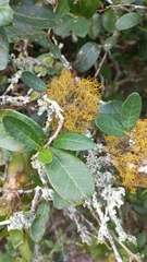 Sebastiania commersoniana