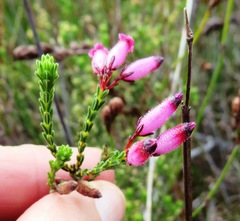 Erica cristata