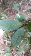 Sebastiania commersoniana